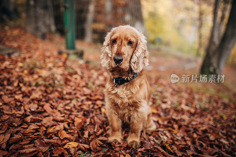 一只可卡犬在秋天的森林里