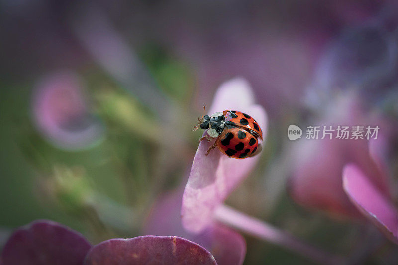 花园里花上的瓢虫