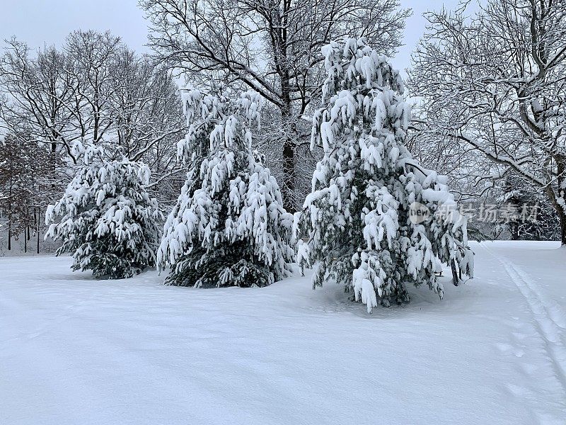 清晨雪后的白松