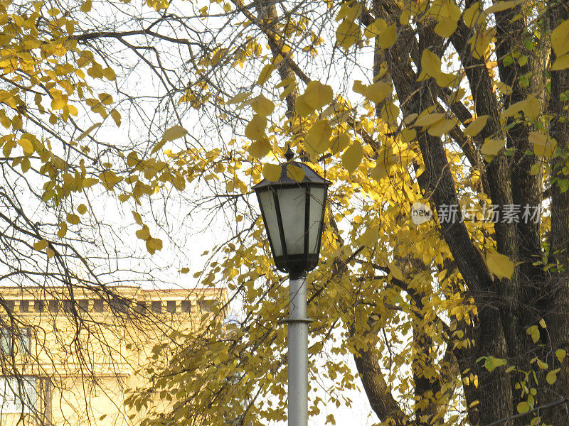 秋日公园里黄叶背景上的复古街灯