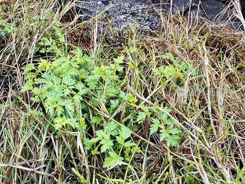 澳大利亚本土的海欧芹