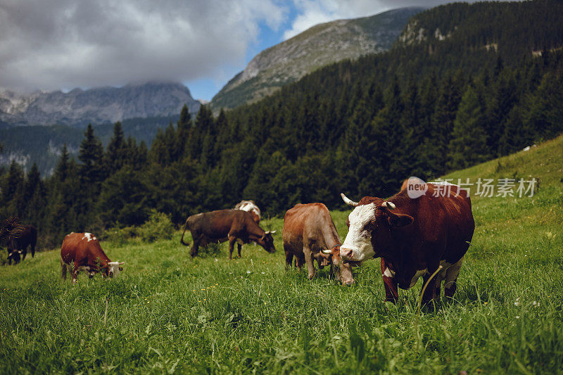 在高山山坡上吃草的一群牛
