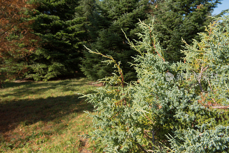 英国英格兰德文郡乡间花园中覆盖片状或喜玛拉雅刺柏灌木(刺柏有鳞刺柏)的常绿地面的冬季树叶