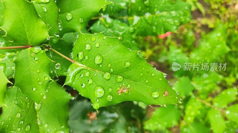 叶子雨滴