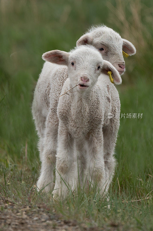 小羊羔逃离农场，发现草地更绿