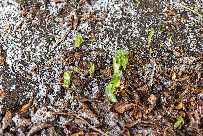 雪下的冻土里长出了新芽