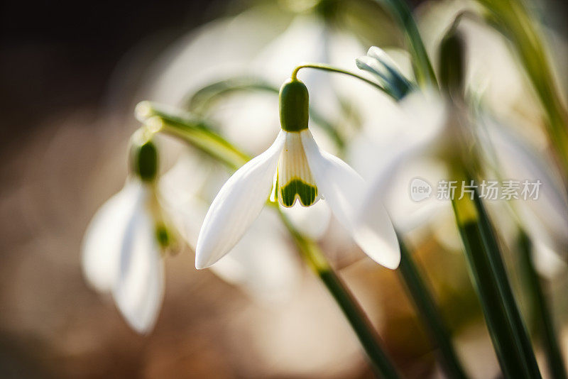 雪花莲