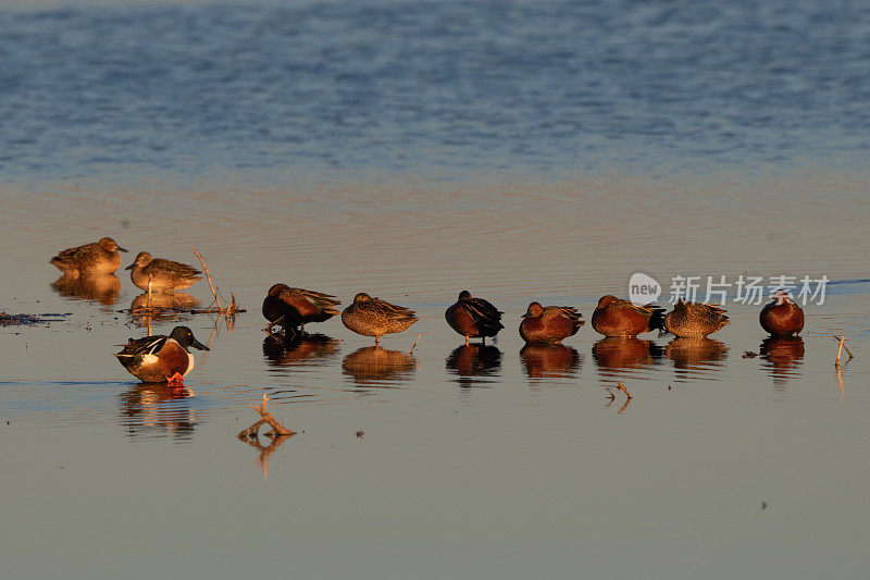 一群色彩鲜艳的肉桂鸭在休息，一只北铲鸭。