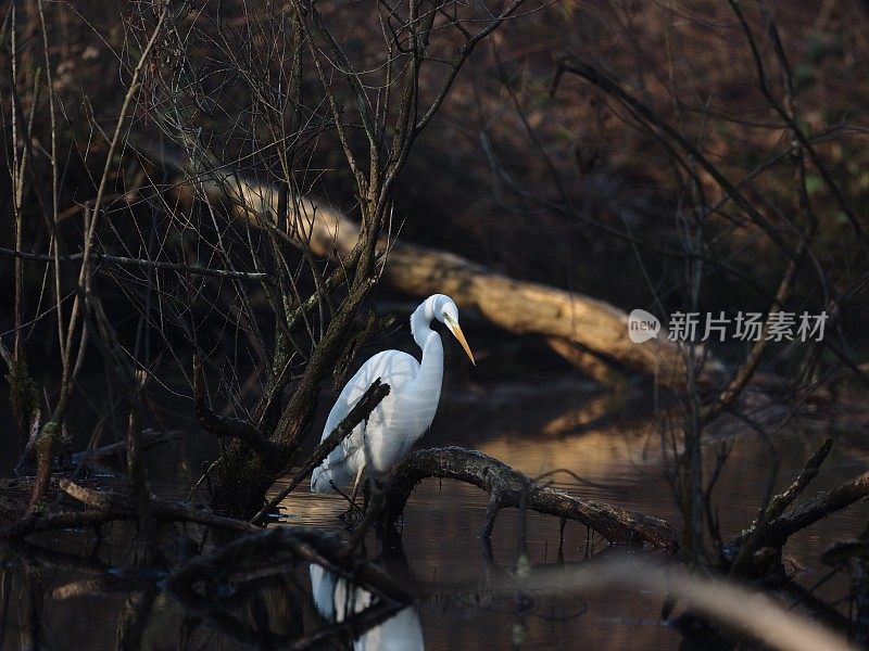 阿斯托雷