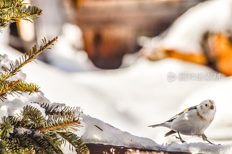 阿拉斯加内陆的雪旗