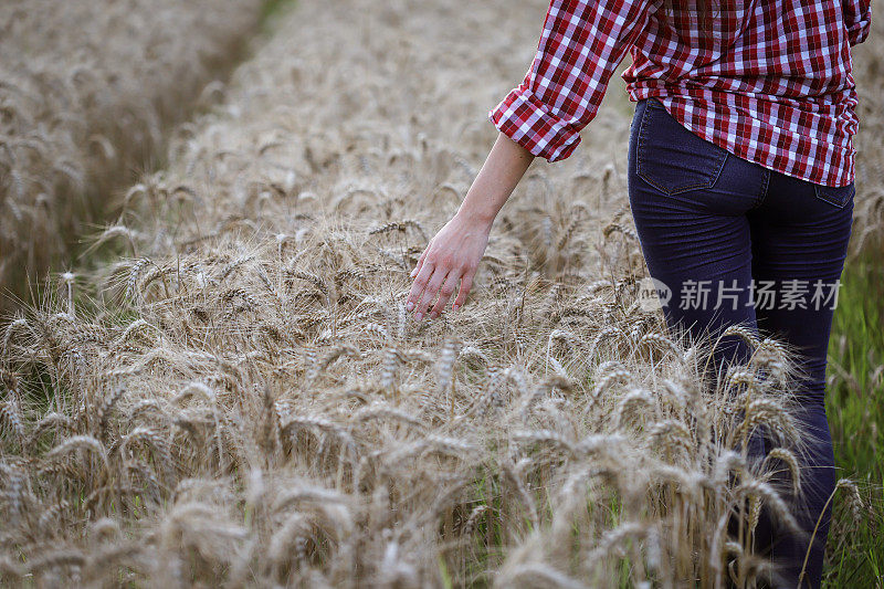 女人手摸小麦