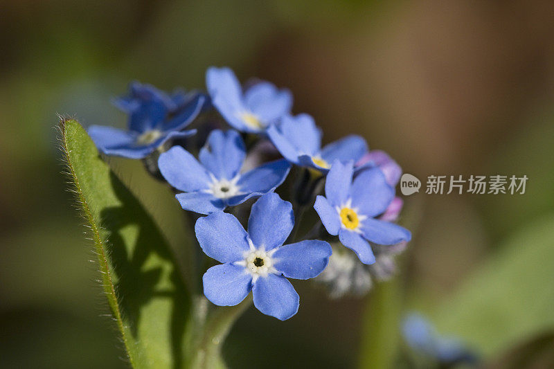 不要忘记我(森林肌)在花在四月下旬的花园