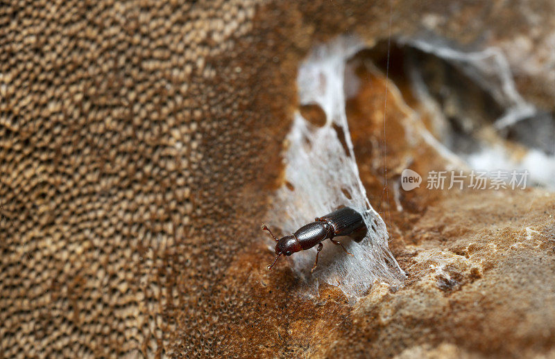 细棒状甲虫，食根甲虫属真菌