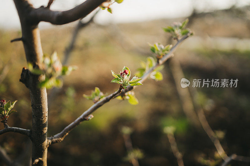 近距离的树上绽放着花朵