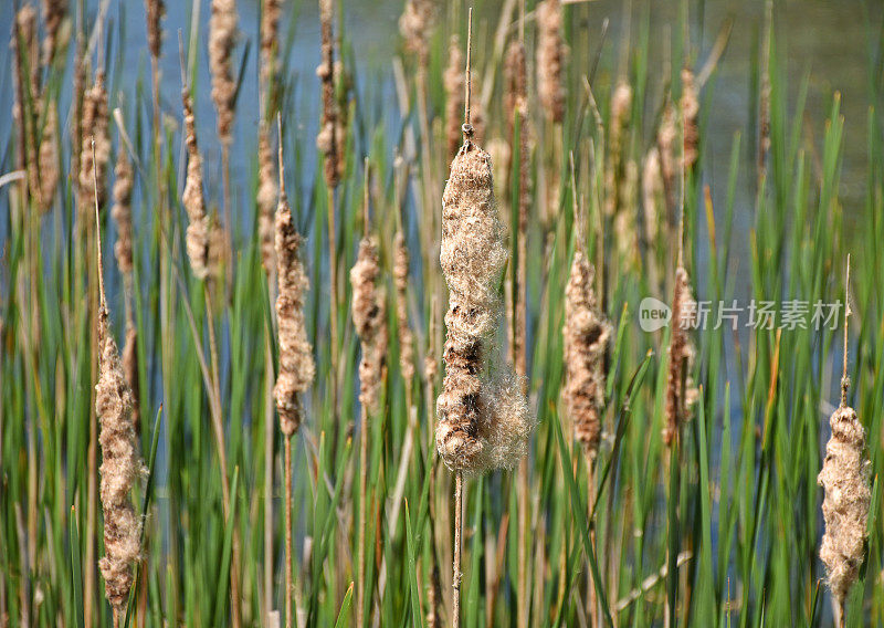 芦苇在湖边的特写