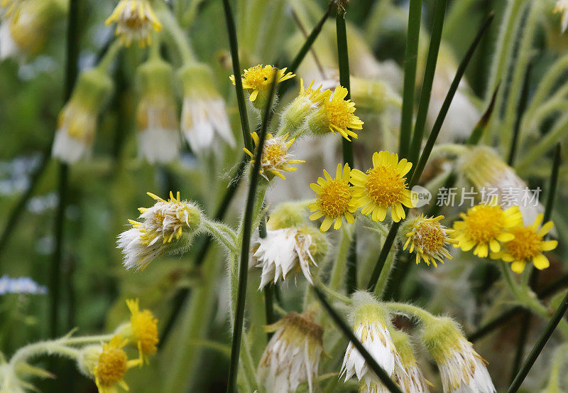 沼泽跳蚤草