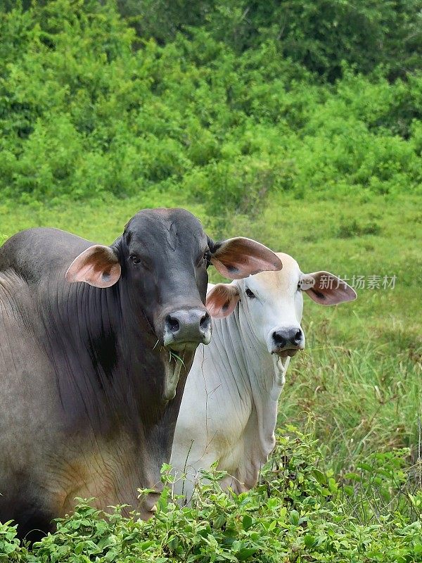 婆罗门牛和牛夫妇