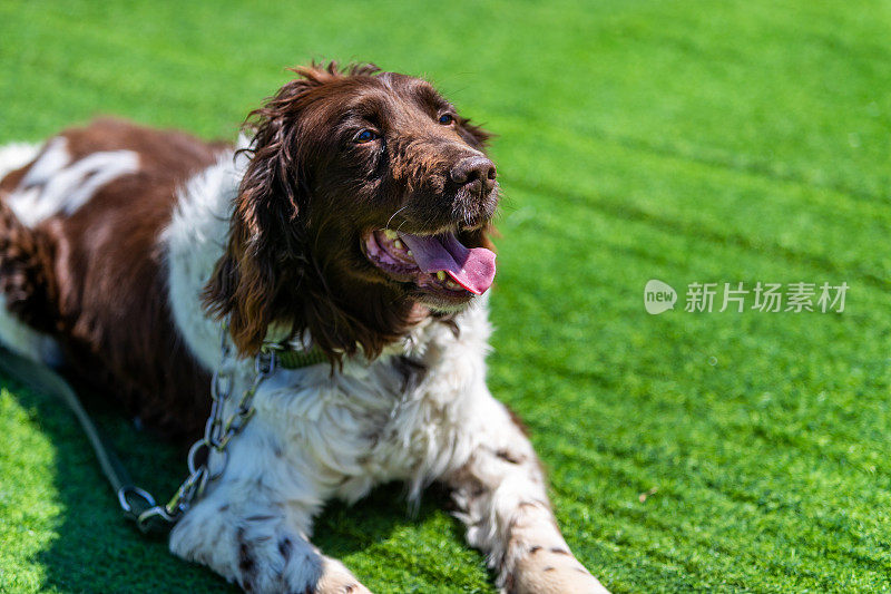 草地上的西班牙猎犬