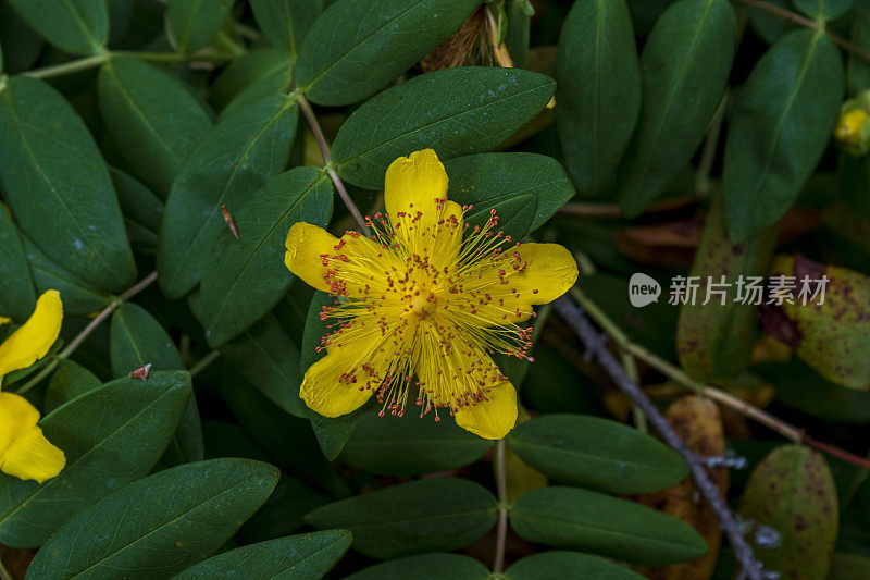 亚伦的胡子，圣约翰草花