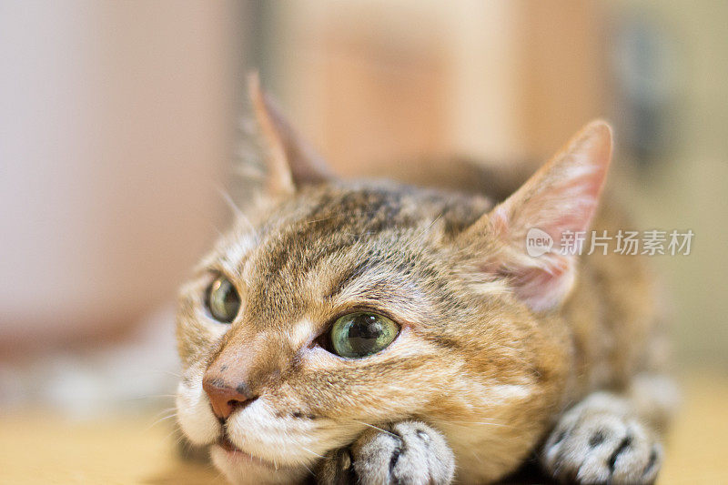 可爱的圆脸橙色虎斑猫，躺着