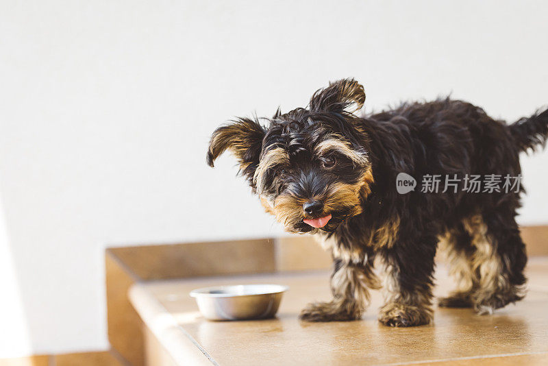 饥饿的约克郡小猎犬正在吃他的晚餐