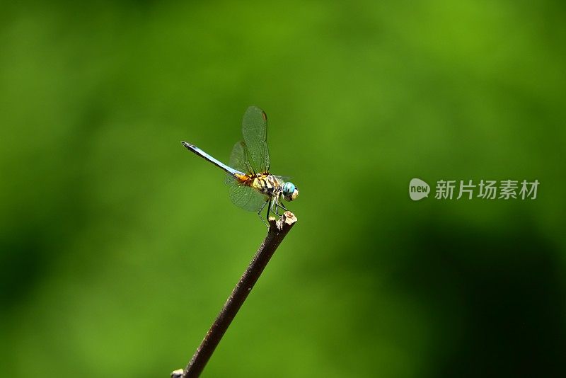 蜻蜓栖息