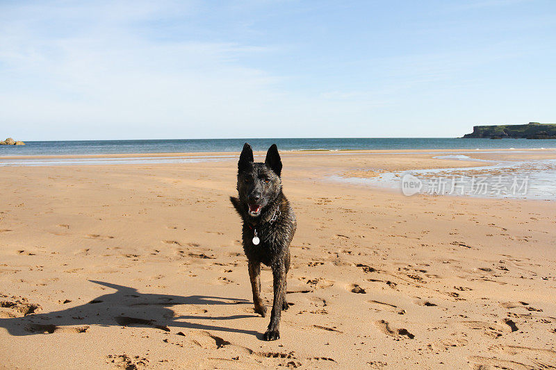 美丽的斑纹狗戴着项圈和狗标签站在潮湿警惕和快乐的同时在沙滩上玩耍的夏天。