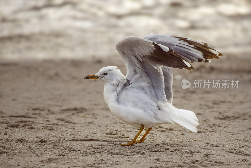 海鸥在沙滩上伸懒腰