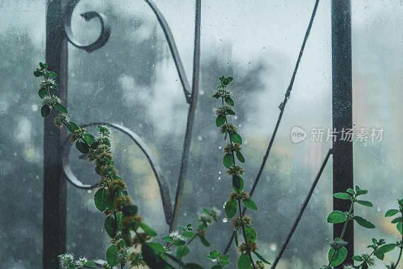 下雨天靠窗的薄荷