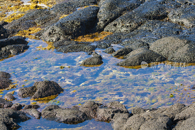留尼汪岛，潮间带的火山池塘沿岸岩石