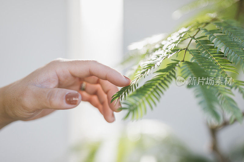 女人的手轻轻抚摸着绿色的植物