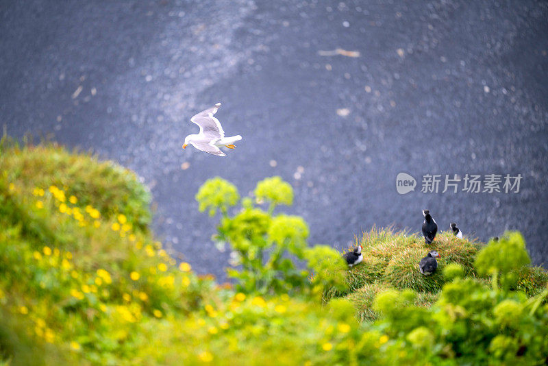 一只海鸥在冰岛海岸悬崖上飞过海雀，背景是大海。