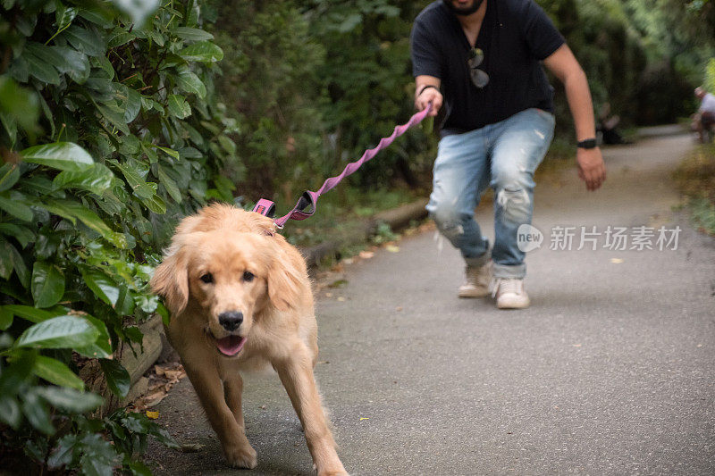 精力充沛的金毛猎犬拉着西班牙男子的皮带