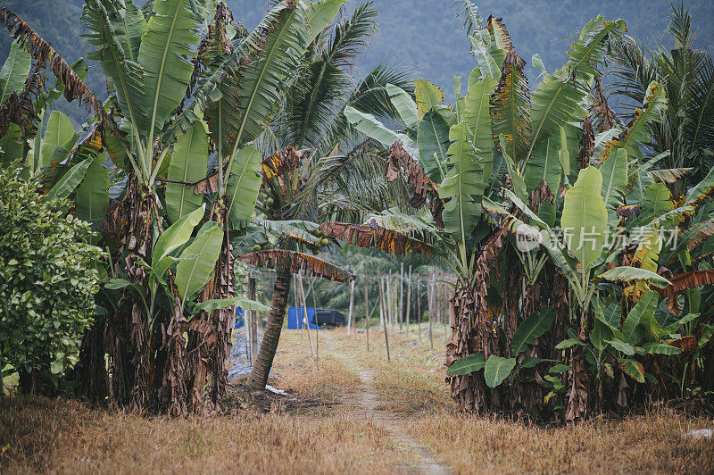 东南亚农场入口，有小径和香蕉树种植园
