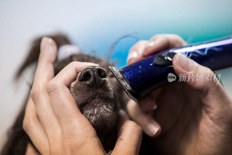 宠物美容师剃鼻子的特写中国冠毛犬