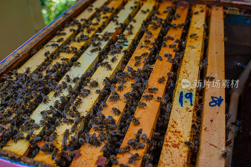 一个穿着养蜂人服的人从蜂箱里取蜂蜜