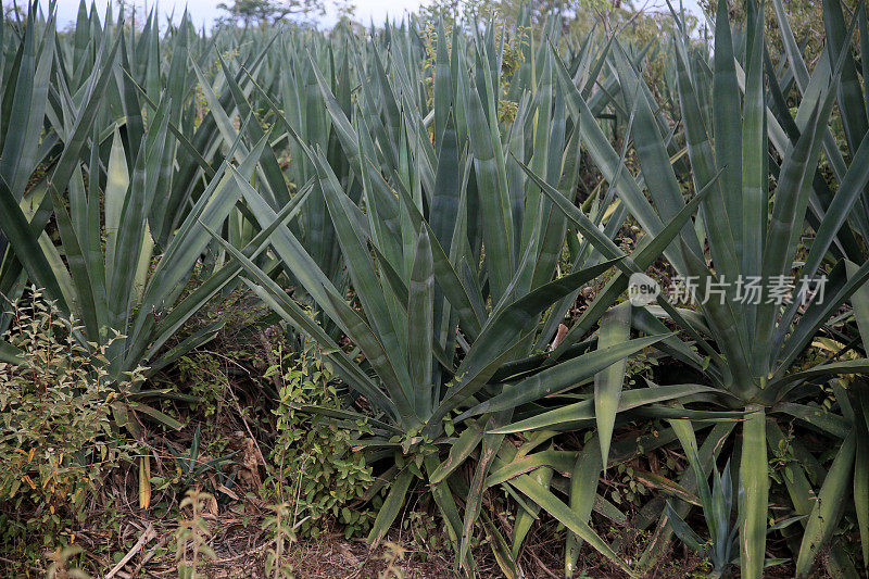 巴伊亚州半米拉多的剑麻种植园