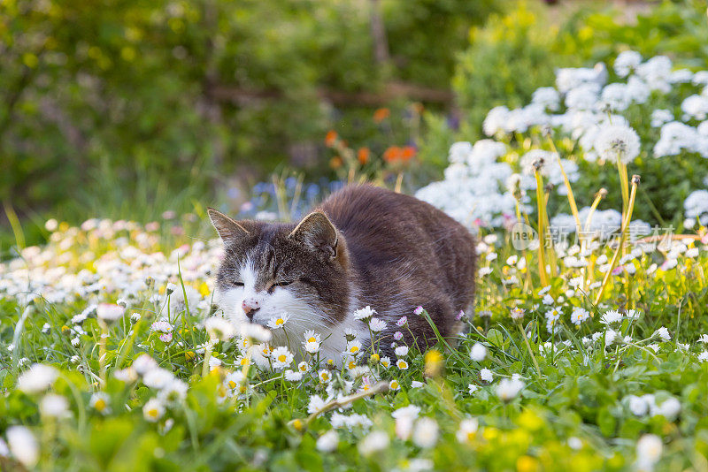 猫躺在花园里，眼睛闭着，