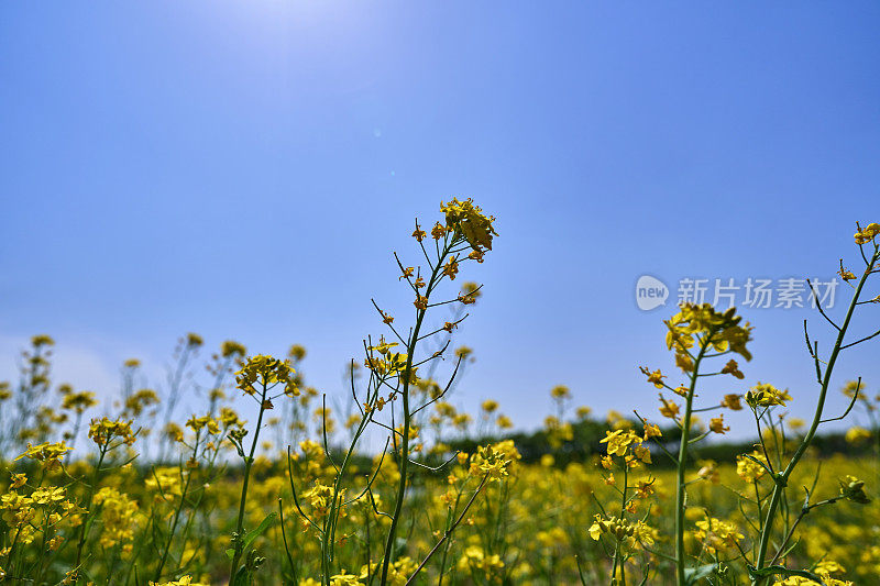 蓝天下的油菜田