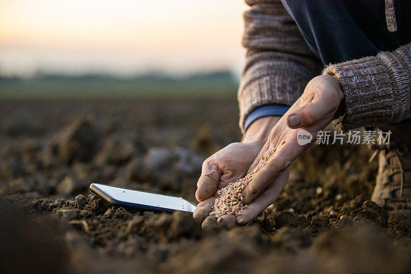 在农村田地里，男性农民双手在智能手机旁播种小麦