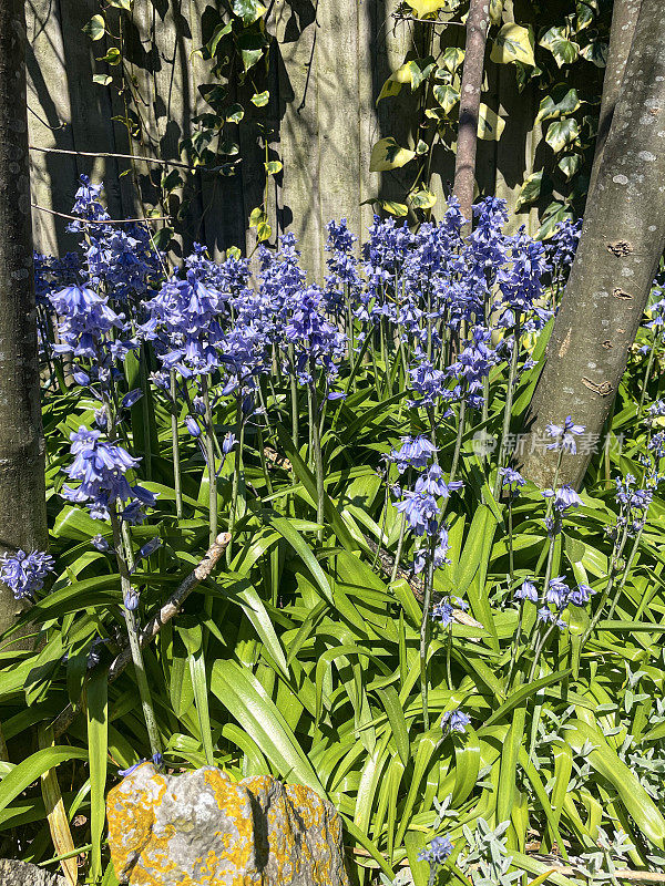 在阳光明媚的春天花园的野生开花常见风信子(风信子非scripta)，花从鳞茎下生长的日本枫树(掌槭槭)树，集中在前景