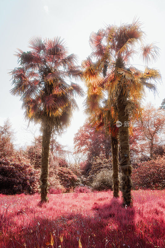 棕榈树在超现实的粉红色草地-柯达航空铬胶片效果
