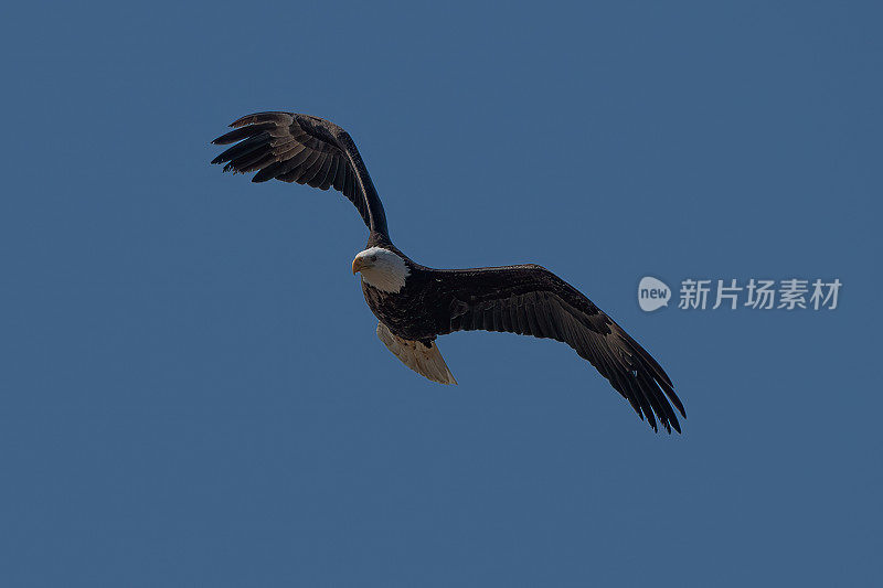 白头鹰近距离飞行，盘旋在相机上空