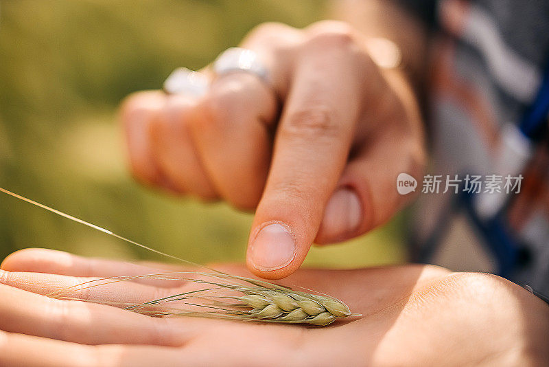 农民检查小麦质量