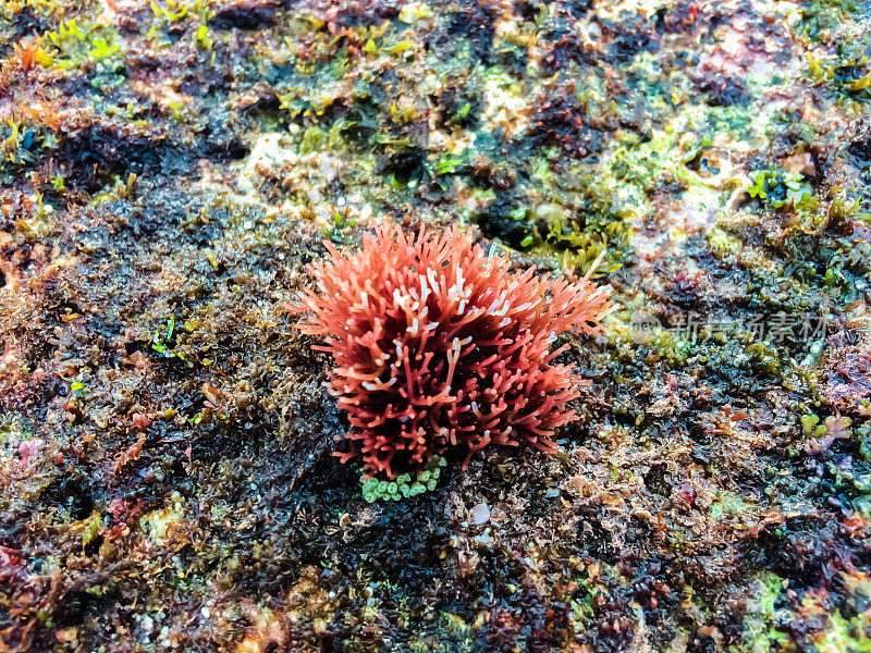 退潮后海滩上的红色珊瑚