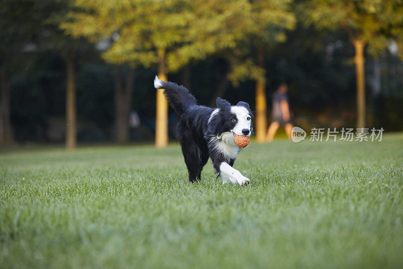 有橙色球的边境牧羊犬