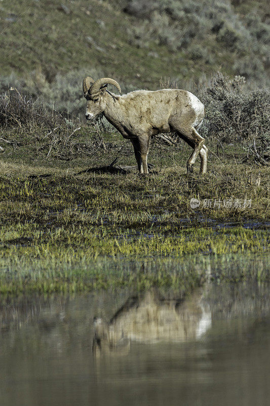 加拿大大角羊，发现于黄石国家公园，怀俄明州。女性。水里的倒影。