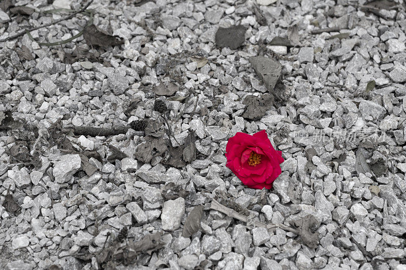 沙砾中的红玫瑰