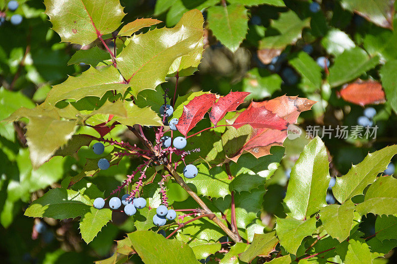 夏天灌木丛中的蓝莓