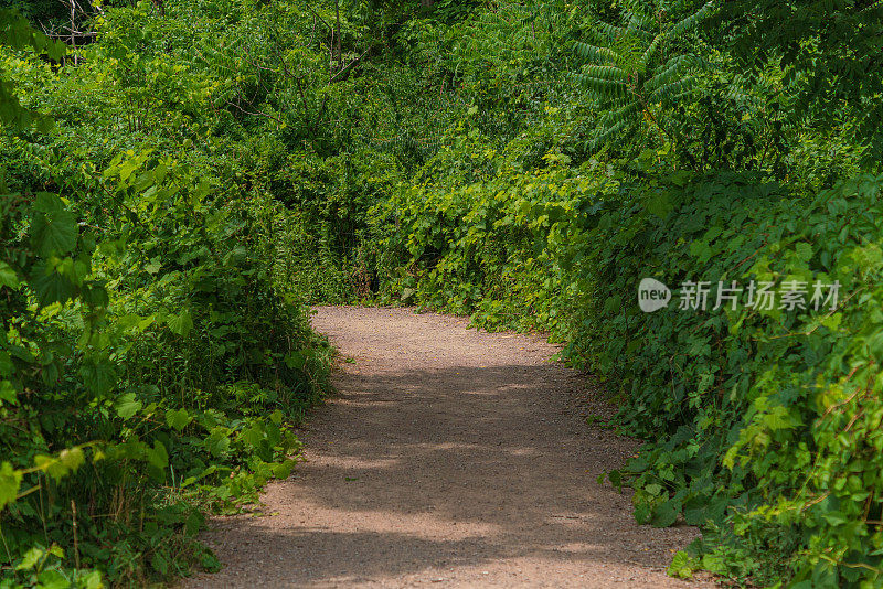 自然景观-穿过森林的小径